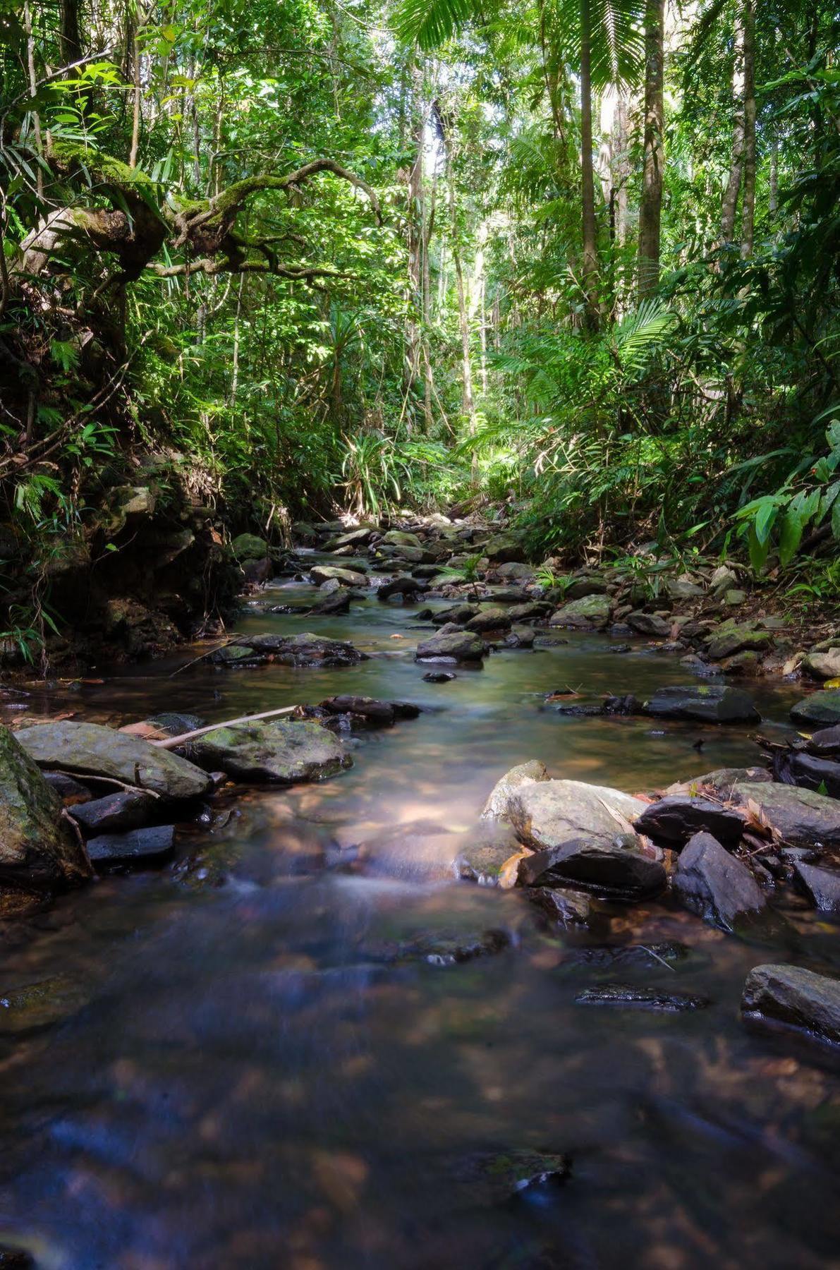 Epiphyte B & B Cow Bay ภายนอก รูปภาพ